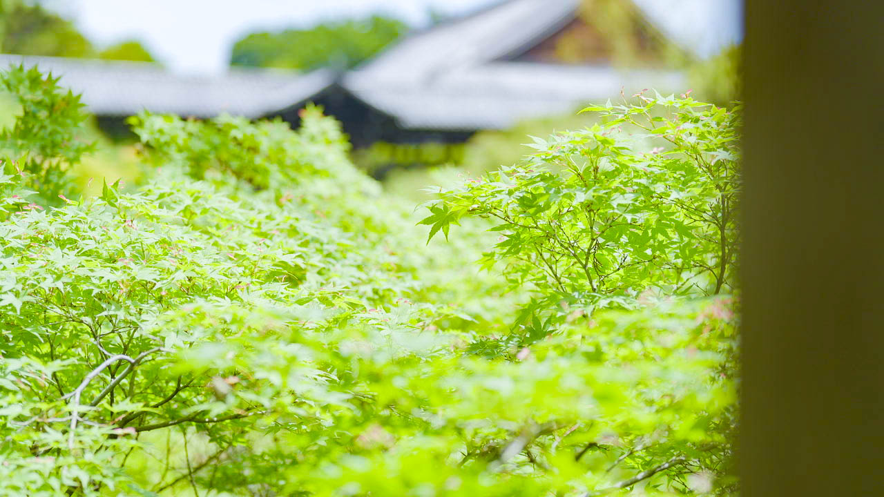 東福寺