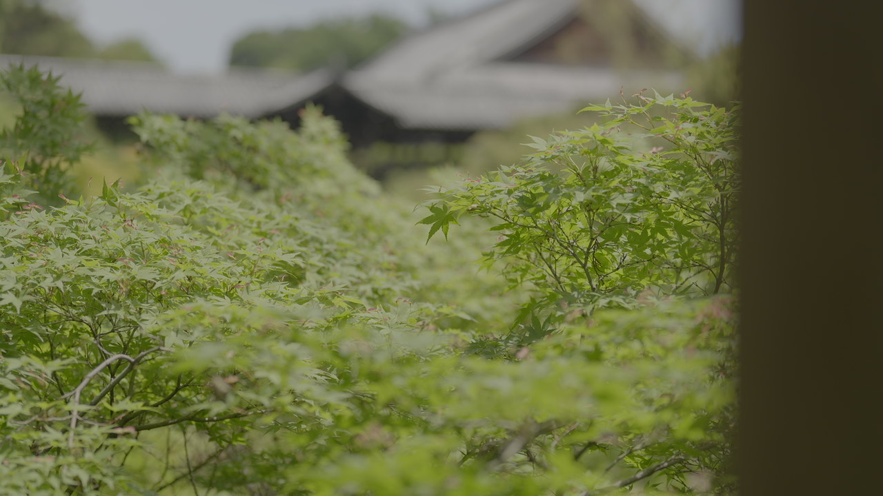 新緑のもみじ越しに望む東福寺の伽藍